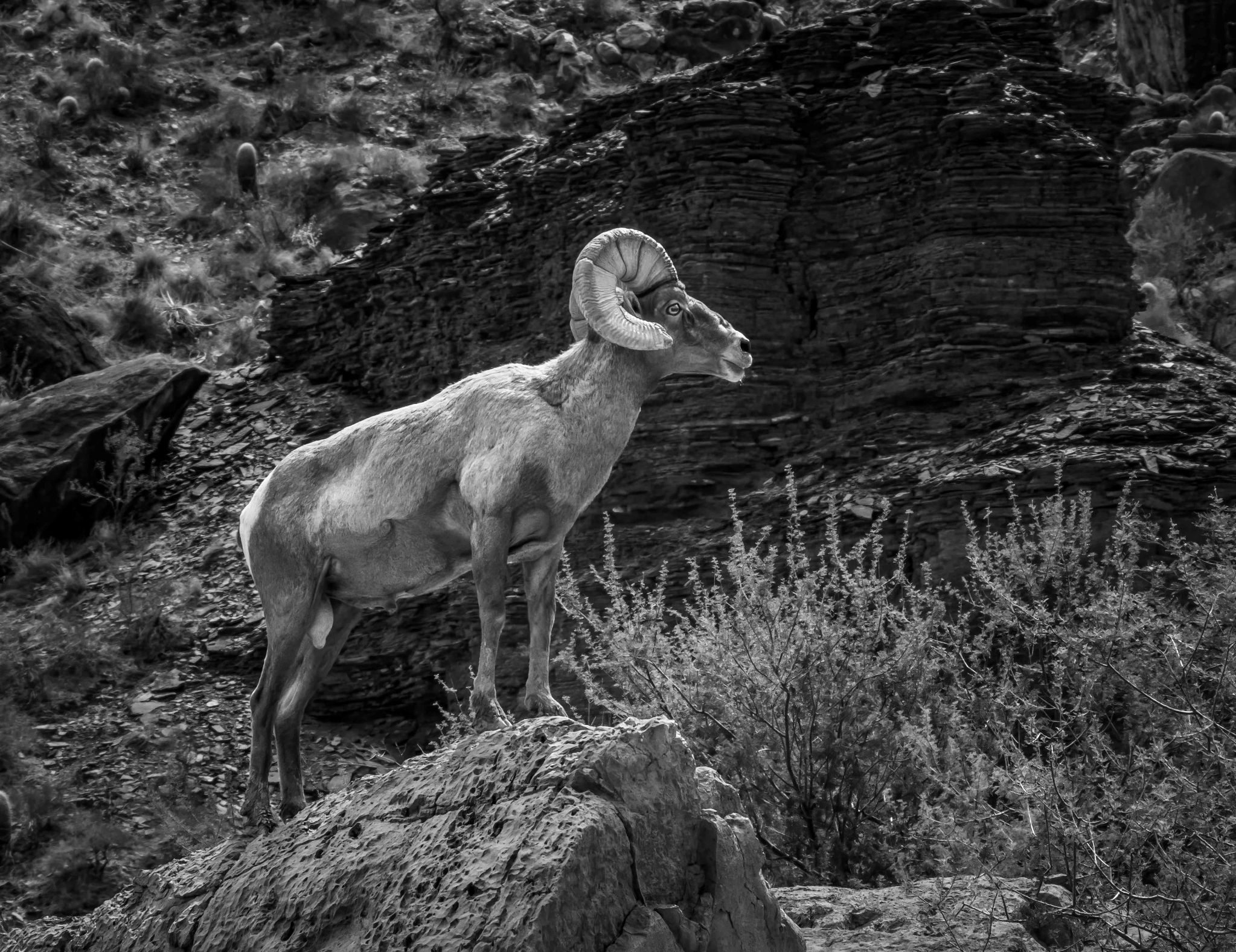 Grand Canyon Fine Art (5 of 23)